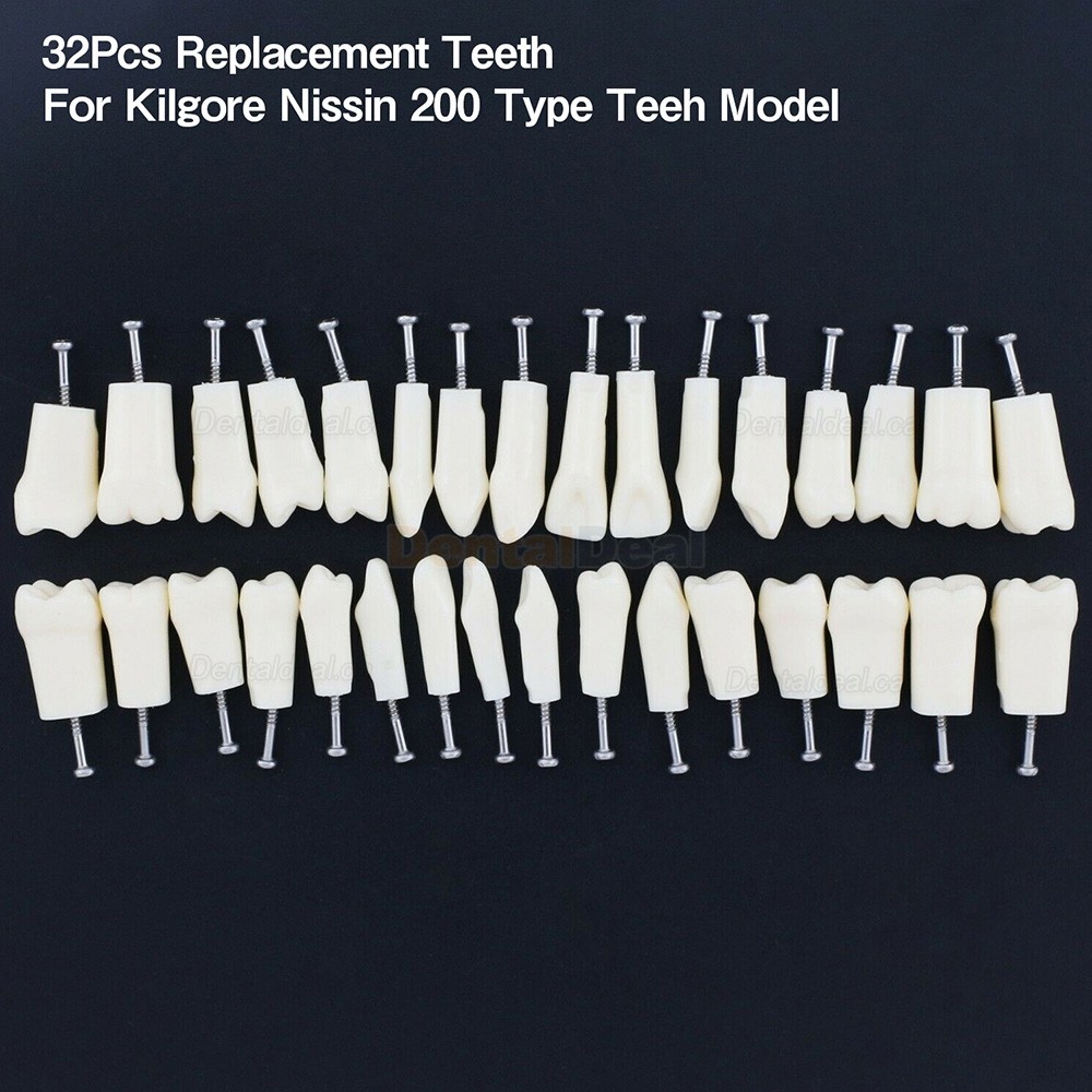 Dental Typodont Replacement Teeth M8024/M8025 Fit Nissin Kilgore 200