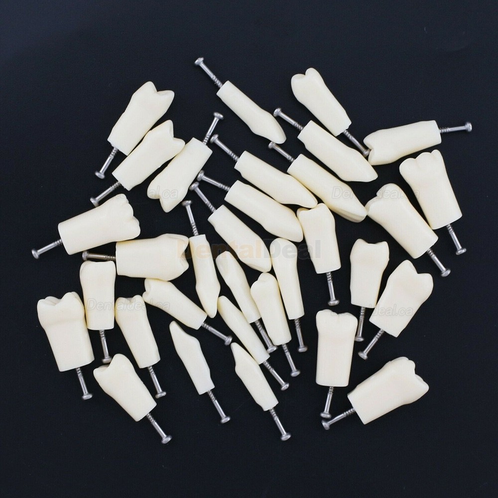 Dental Typodont Replacement Teeth M8024/M8025 Fit Nissin Kilgore 200