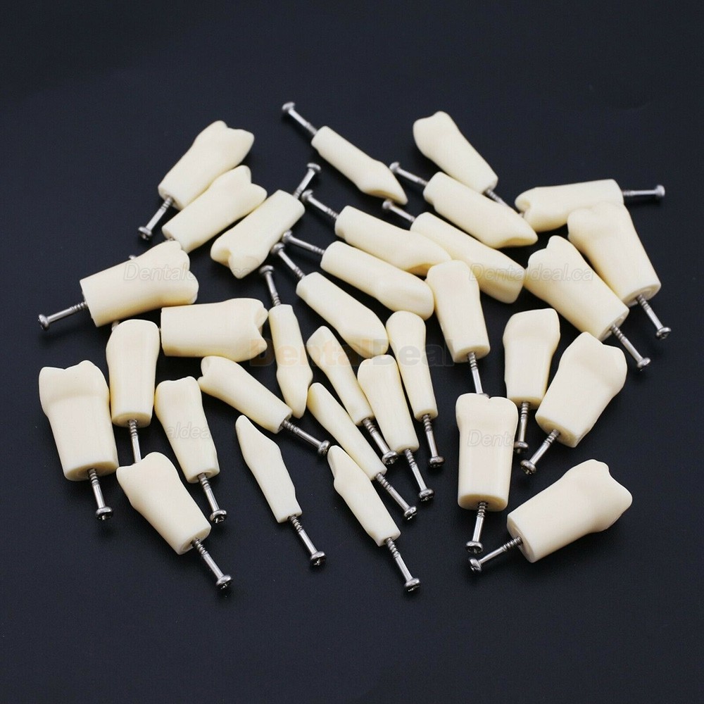Dental Typodont Replacement Teeth M8024/M8025 Fit Nissin Kilgore 200