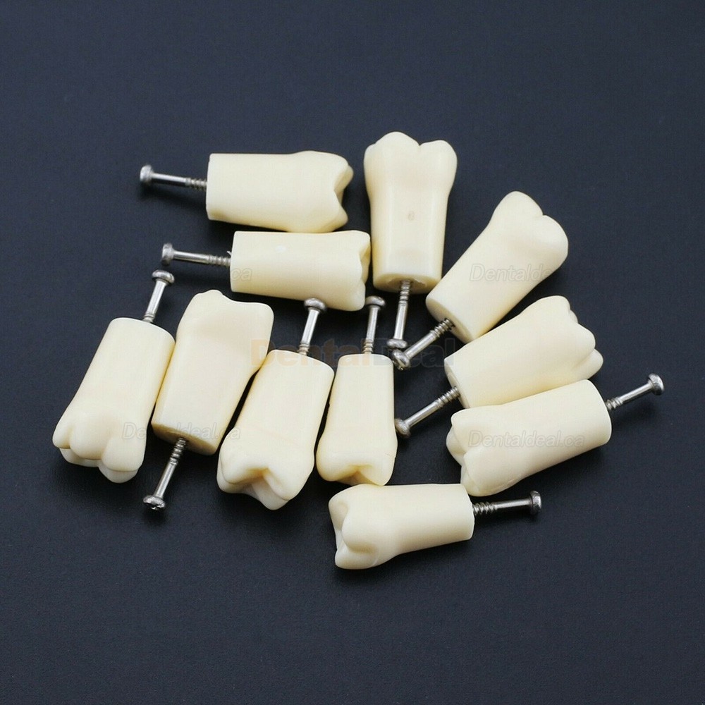 Dental Typodont Replacement Teeth M8024/M8025 Fit Nissin Kilgore 200