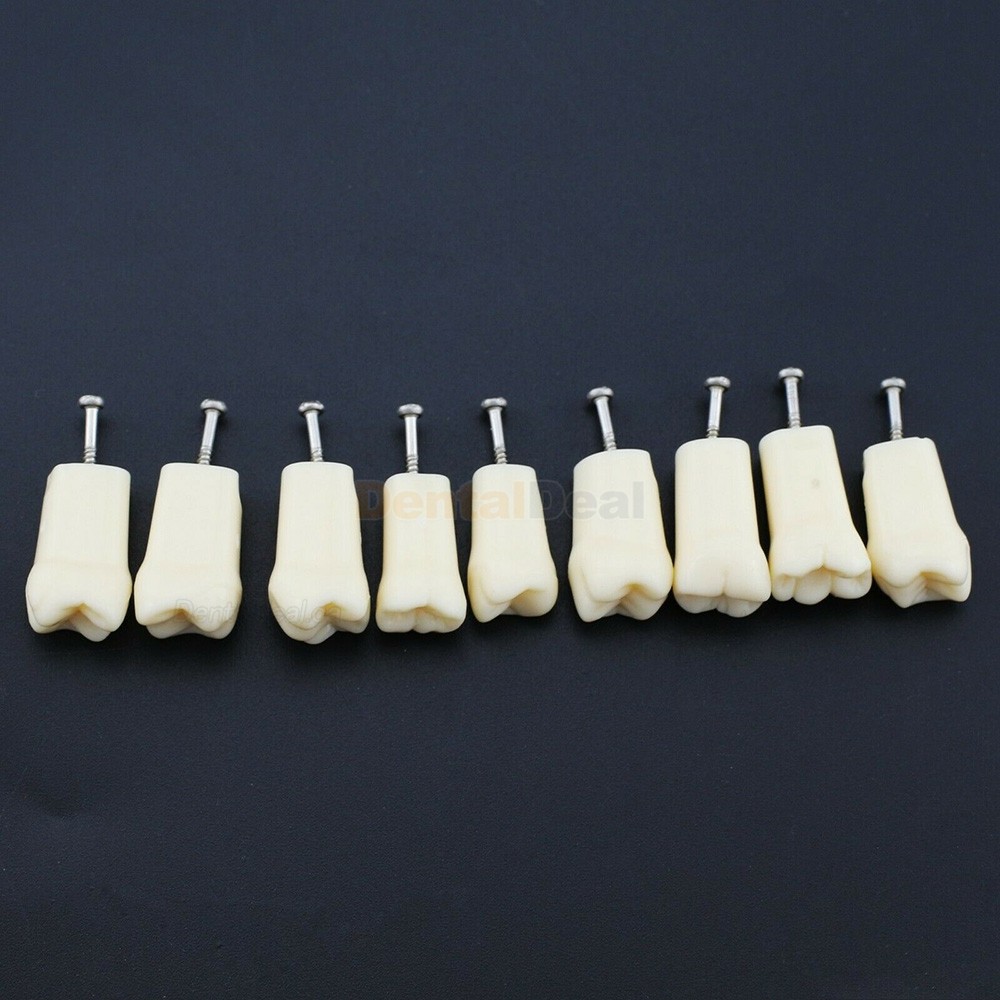 Dental Typodont Replacement Teeth M8024/M8025 Fit Nissin Kilgore 200