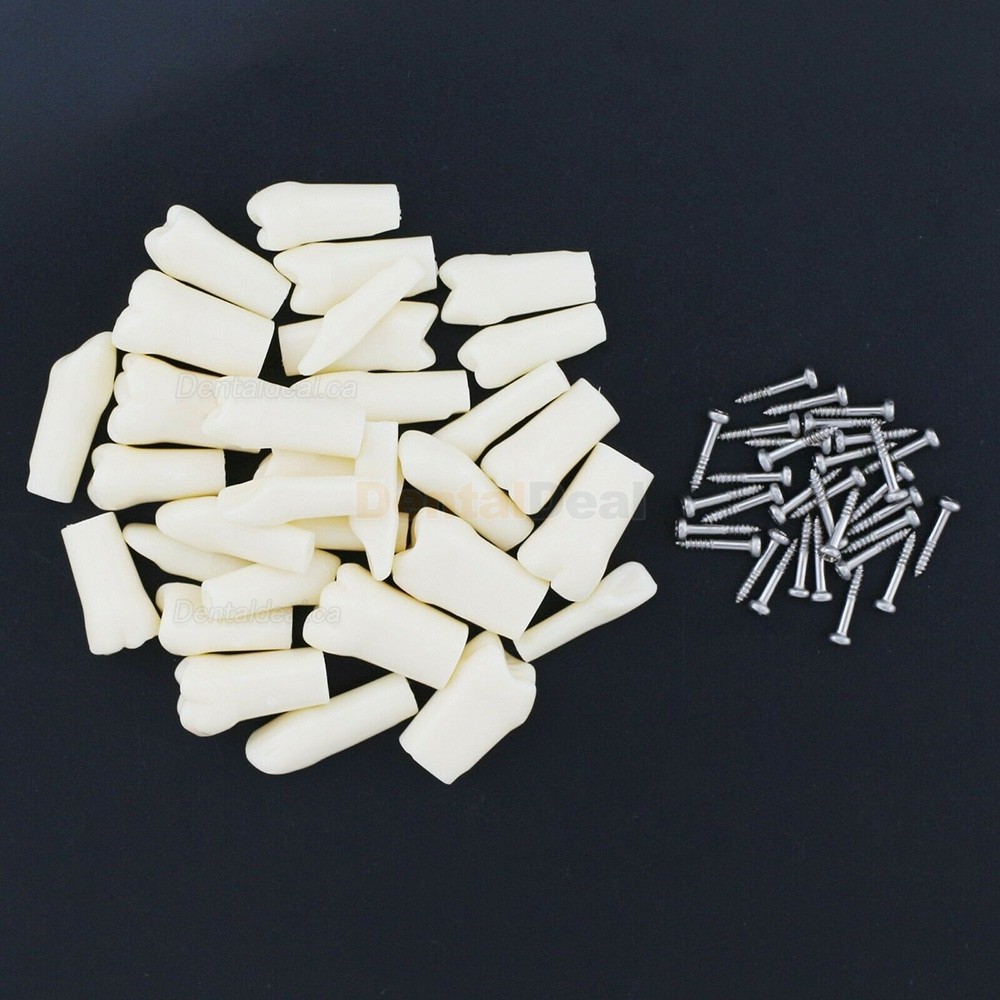Dental Typodont Replacement Teeth M8024/M8025 Fit Nissin Kilgore 200