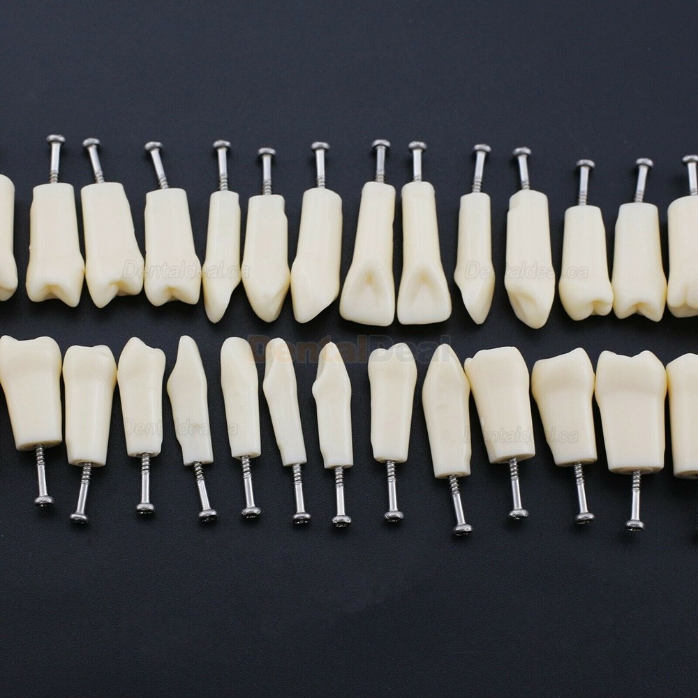 Dental Typodont Replacement Teeth M8024/M8025 Fit Nissin Kilgore 200