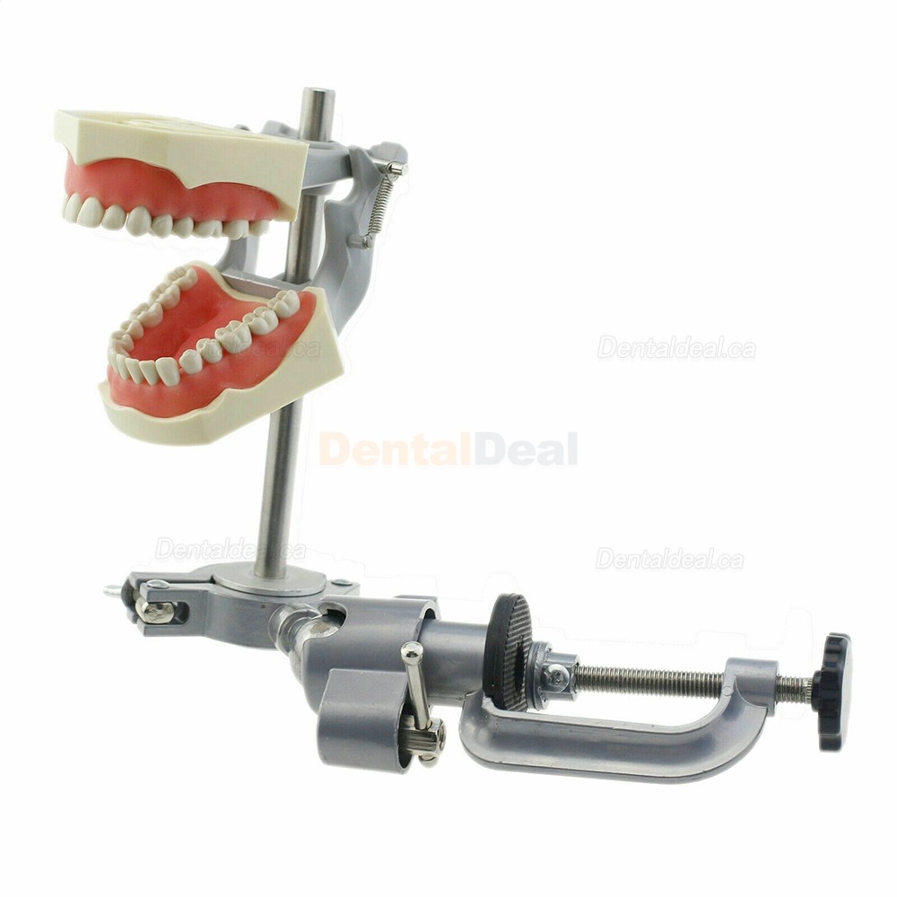 Dental Typodont Model With Pole Mount 32 Pcs Teeth Fit Columbia 860