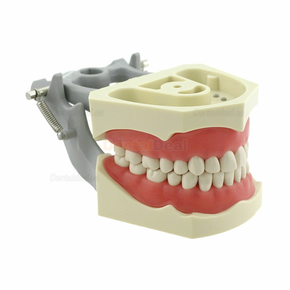 Dental Typodont Model With Pole Mount 32 Pcs Teeth Fit Columbia 860