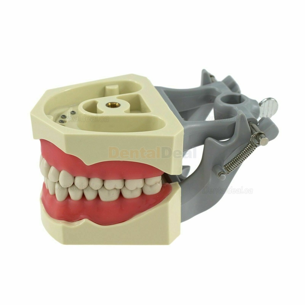 Dental Typodont Model With Pole Mount 32 Pcs Teeth Fit Columbia 860