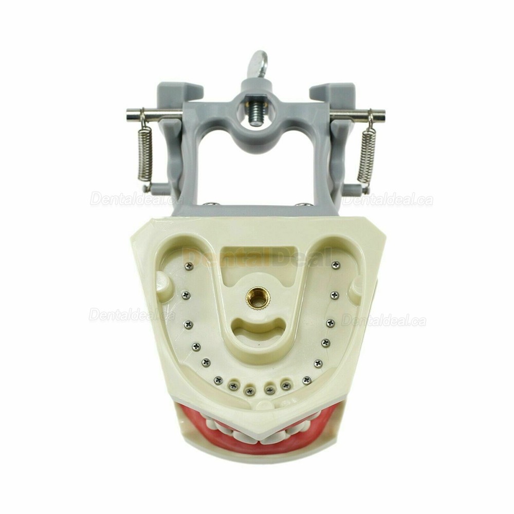 Dental Typodont Model With Pole Mount 32 Pcs Teeth Fit Columbia 860