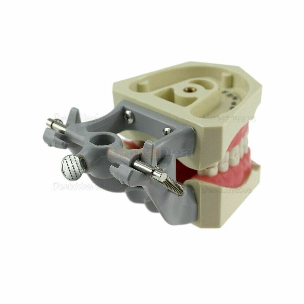 Dental Typodont Model With Pole Mount 32 Pcs Teeth Fit Columbia 860