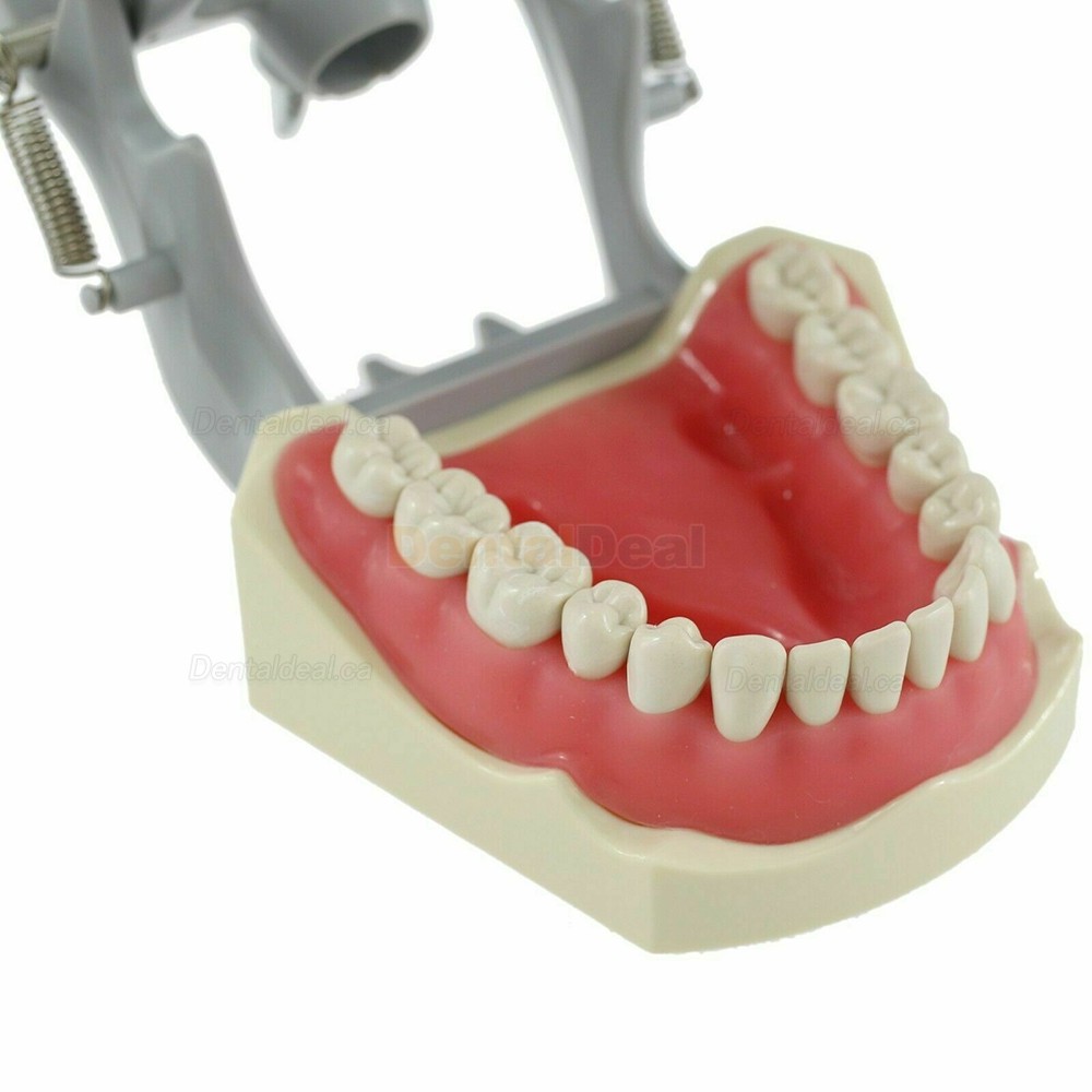 Dental Typodont Model With Pole Mount 32 Pcs Teeth Fit Columbia 860
